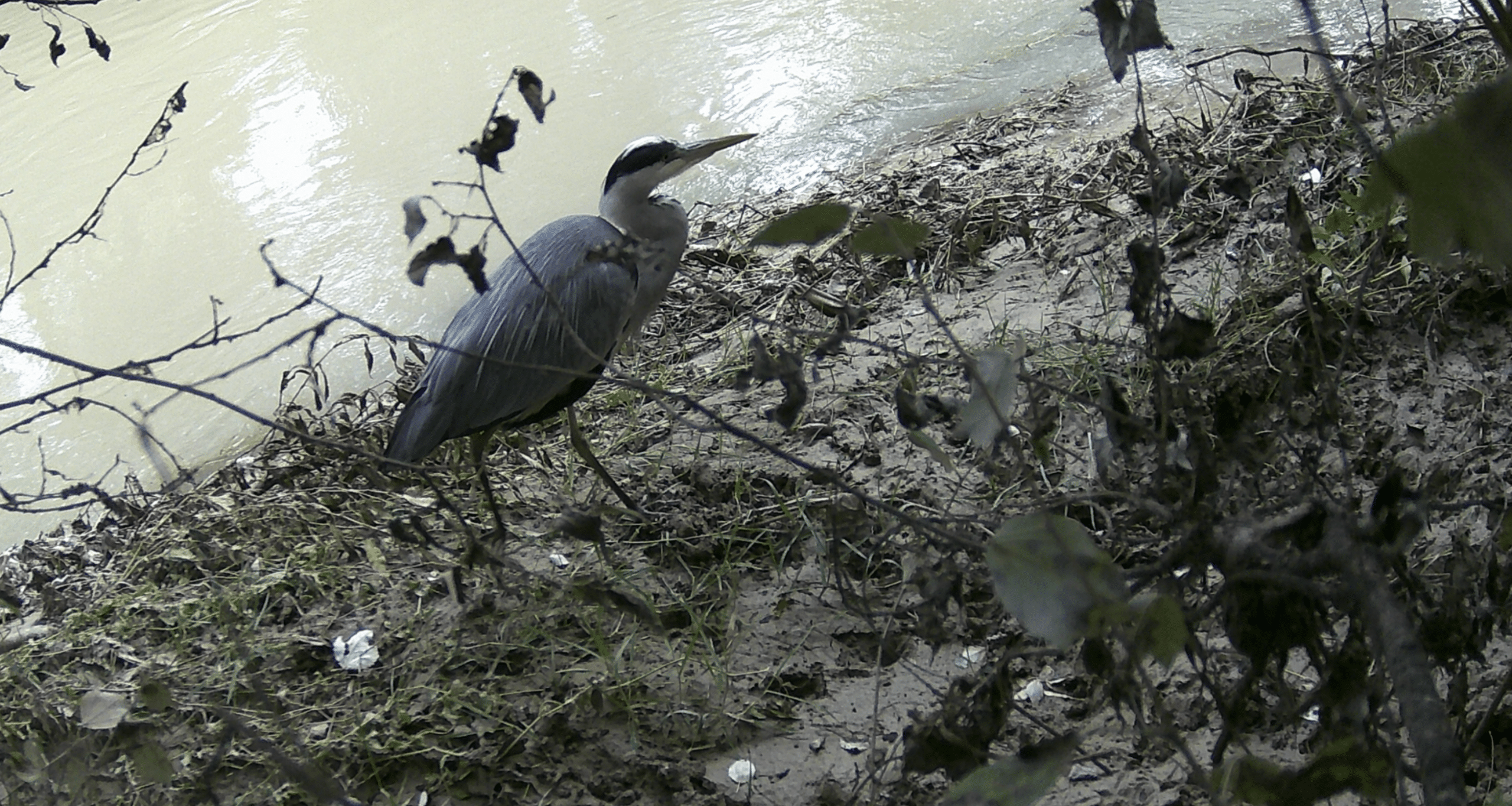 Garza En El Rio Genil Paseo Del Genil garza en el rio genil paseo del genil