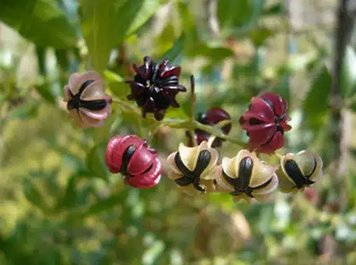 Emborrachacabras Emborrachacabras